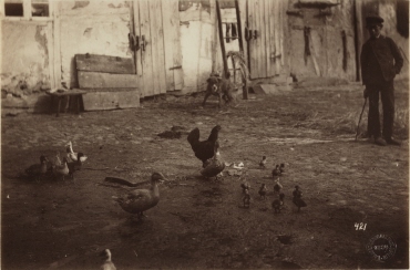 Hühner und junge Enten auf dem Bauernhofe